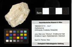 Foto (Objekt + Etiketten) von Oxythyreus sp. 